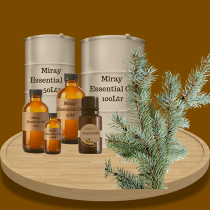 Balsam Fir